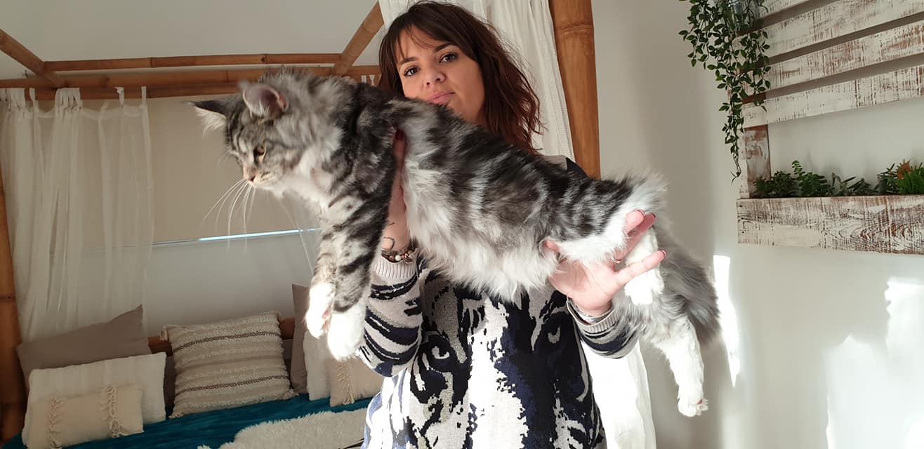 Maine Coon Landes Les Ch'amis coon d'Olivia Maine Coon Landes Les Ch'amis coon d'Olivia